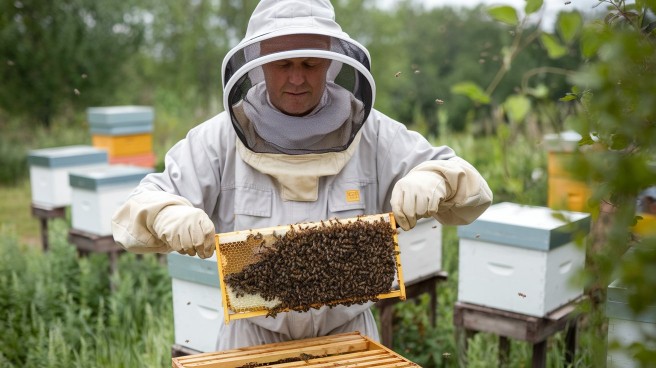 a-photo-of-a-beekeeper-wearing-a-bee-sui-uid2tfbvqxyl4txozt-kxg-ncp9ljjgr1mear7ds2wjpw